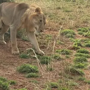 Explore Experience Murchison Falls & Kidepo Valley National Park Safari for 6 days with Devine African Safaris Ltd and discover unforgettable experiences - Photo 4