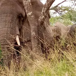 Explore Explore Uganda Queen Elizabeth Np & Lake Mburo NP (Exclusively Private) for 5 days with Devine African Safaris Ltd and discover unforgettable experiences - Photo 9