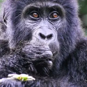 Explore Experience Uganda Gorilla Trekking & Hiking to Dian Fossey Tomb (Exclusively Private) for 6 days with Devine African Safaris Ltd and discover unforgettable experiences - Photo 3