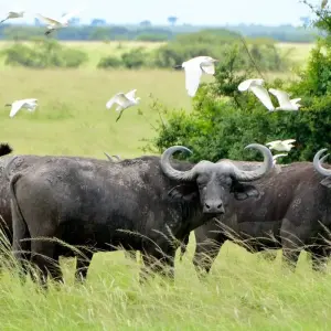Explore Experience Rwanda & Uganda Gorillas + Big 5 (Exclusively Private) for 5 days with Devine African Safaris Ltd and discover unforgettable experiences - Photo 7