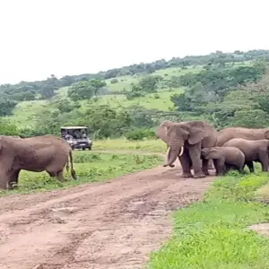 Explore Experience Uganda & Rwanda Gorillas + Big 5 (Exclusively Private) for 8 days with Devine African Safaris Ltd and discover unforgettable experiences - Photo 3