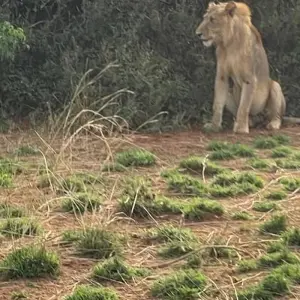 Explore Discover Murchison Falls, Queen Elizabeth NP & Lake Mburo NP Safari for 8 days with Devine African Safaris Ltd and discover unforgettable experiences - Photo 11