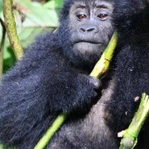 Explore Experience Uganda Gorilla Trekking & Hiking to Dian Fossey Tomb (Exclusively Private) for 6 days with Devine African Safaris Ltd and discover unforgettable experiences - Photo 4