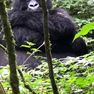 Explore Experience Uganda & Rwanda Gorillas + Big 5 (Exclusively Private) for 8 days with Devine African Safaris Ltd and discover unforgettable experiences - Photo 4