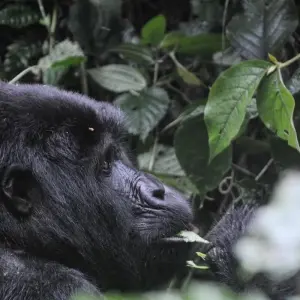 Explore Eperience Rwanda Gorilla Trekking, Mt. Bisoke Hiking (Exclusively Private) for 4 days with Devine African Safaris Ltd and discover unforgettable experiences - Photo 2