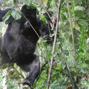 Explore Experience Uganda Gorilla Trekking & Hiking to Dian Fossey Tomb (Exclusively Private) for 6 days with Devine African Safaris Ltd and discover unforgettable experiences - Photo 5