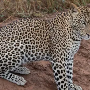Explore Experience Rwanda Golden Monkeys, Big 5 & Big Cats (Exclusively Private) for 7 days with Devine African Safaris Ltd and discover unforgettable experiences - Photo 3
