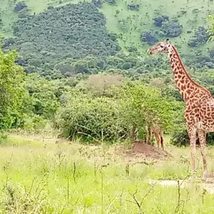 Explore Experience Rwanda & Uganda Gorillas + Big 5 (Exclusively Private) for 5 days with Devine African Safaris Ltd and discover unforgettable experiences - Photo 9