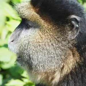 Explore Experience Rwanda Gorillas, Golden Monkey Trekking (Exclusively Private) for 4 days with Devine African Safaris Ltd and discover unforgettable experiences - Photo 3