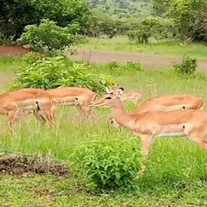 Explore Experience Rwanda Big 5 & Big Cats, Chimps tracking Tour (Exclusively Private) for 7 days with Devine African Safaris Ltd and discover unforgettable experiences - Photo 4