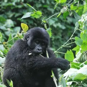 Explore Eperience Rwanda Gorilla Trekking, Mt. Bisoke Hiking (Exclusively Private) for 4 days with Devine African Safaris Ltd and discover unforgettable experiences - Photo 3
