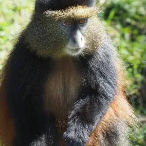 Explore Experience Rwanda Gorillas, Golden Monkey Trekking (Exclusively Private) for 4 days with Devine African Safaris Ltd and discover unforgettable experiences - Photo 4