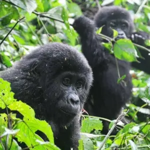 Explore Experience Uganda Gorilla Trekking & Hiking to Dian Fossey Tomb (Exclusively Private) for 6 days with Devine African Safaris Ltd and discover unforgettable experiences - Photo 8