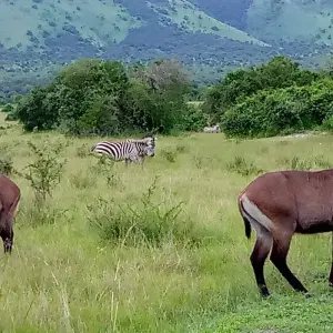 Explore Experience Rwanda Golden Monkeys, Big 5 & Big Cats (Exclusively Private) for 7 days with Devine African Safaris Ltd and discover unforgettable experiences - Photo 6