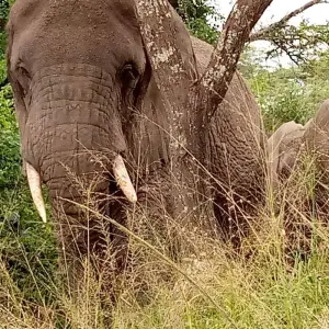 Explore Experience Murchison Falls & Kidepo Valley National Park Safari for 6 days with Devine African Safaris Ltd and discover unforgettable experiences - Photo 9