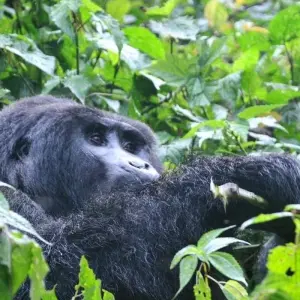 Explore Experience Rwanda Gorillas & Chimps  Trekking Tour (Exclusively Private) for 7 days with Devine African Safaris Ltd and discover unforgettable experiences - Photo 9