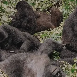 Explore Experience Uganda Gorilla trekking & Lake Bunyonyi (Exclusively Private) for 3 days with Devine African Safaris Ltd and discover unforgettable experiences - Photo 2