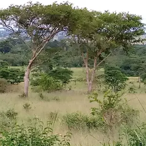 Explore Experience Uganda Gorillas, Chimps, Big Cats & Big Cats (Exclusively Private) for 8 days with Devine African Safaris Ltd and discover unforgettable experiences - Photo 9