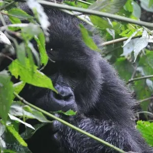 Explore Experience Rwanda Gorillas, Golden Monkey Trekking (Exclusively Private) for 4 days with Devine African Safaris Ltd and discover unforgettable experiences - Photo 6