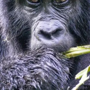 Explore Experience Rwanda Gorillas & Chimps  Trekking Tour (Exclusively Private) for 7 days with Devine African Safaris Ltd and discover unforgettable experiences - Photo 10
