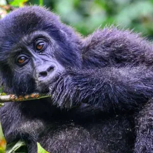 Explore Experience Rwanda Gorillas, Golden Monkey Trekking (Exclusively Private) for 4 days with Devine African Safaris Ltd and discover unforgettable experiences - Photo 7