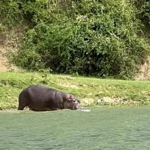 Explore Experience Uganda Gorilla Trekking, Chimps, Big 5 & Big Cats (Exclusively Private) for 4 days with Devine African Safaris Ltd and discover unforgettable experiences - Photo 2