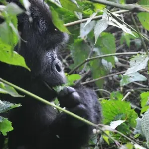 Explore Experience Rwanda Gorilla trekking tour (Exclusively Private) for 1 days with Devine African Safaris Ltd and discover unforgettable experiences - Photo 6