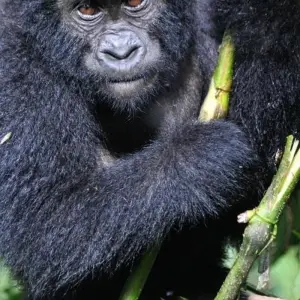 Explore Experience Uganda Gorilla Trekking & Hiking to Dian Fossey Tomb (Exclusively Private) for 6 days with Devine African Safaris Ltd and discover unforgettable experiences - Photo 11