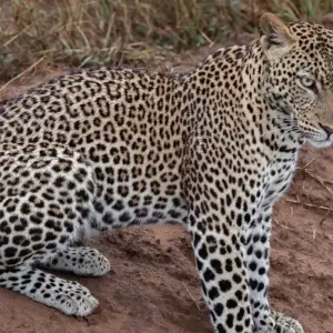 Explore Experience Uganda Gorillas, Chimps, Big 5 & Big Cats (Exclusively Private) for 5 days with Devine African Safaris Ltd and discover unforgettable experiences - Photo 2