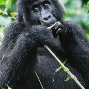 Explore Experience Uganda Gorillas, Chimps, Big Cats & Big Cats (Exclusively Private) for 8 days with Devine African Safaris Ltd and discover unforgettable experiences - Photo 11