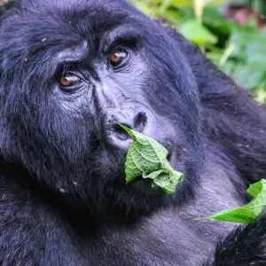 Explore Eperience Rwanda Gorilla Trekking, Mt. Bisoke Hiking (Exclusively Private) for 4 days with Devine African Safaris Ltd and discover unforgettable experiences - Photo 8