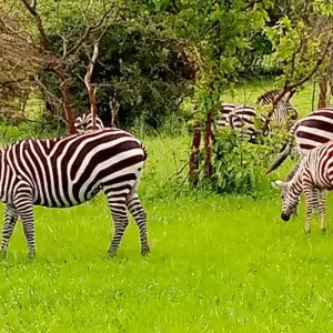 Explore Experience Rwanda Golden Monkeys, Big 5 & Big Cats (Exclusively Private) for 7 days with Devine African Safaris Ltd and discover unforgettable experiences - Photo 9