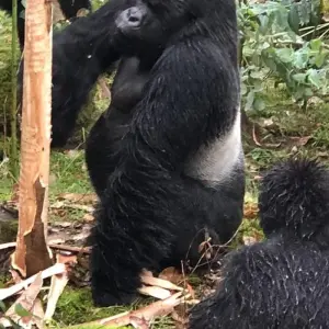 Explore Experience Uganda Gorillaa, Lake Mburo National Park & Lake Bunyonyi (Exclusively Private) for 4 days with Devine African Safaris Ltd and discover unforgettable experiences - Photo 4