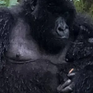 Explore Experience Uganda Gorilla Trekking, Chimps, Big 5 & Big Cats (Exclusively Private) for 4 days with Devine African Safaris Ltd and discover unforgettable experiences - Photo 3