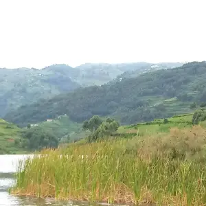 Explore Experience Uganda Gorilla trekking & Lake Bunyonyi (Exclusively Private) for 3 days with Devine African Safaris Ltd and discover unforgettable experiences - Photo 5
