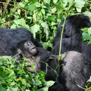 Explore Discover Rwanda Gorillas, Chimps, Dian Fossey Tour (Exclusively Private) for 8 days with Devine African Safaris Ltd and discover unforgettable experiences - Photo 2