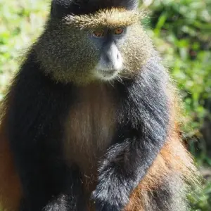 Explore 5 Days Rwanda Golden monkeys, Big 5 & Big Cats Safari (Exclusively Private) for 5 days with Devine African Safaris Ltd and discover unforgettable experiences - Photo 2