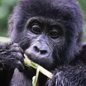 Explore Experience Rwanda Gorilla trekking tour (Exclusively Private) for 1 days with Devine African Safaris Ltd and discover unforgettable experiences - Photo 8