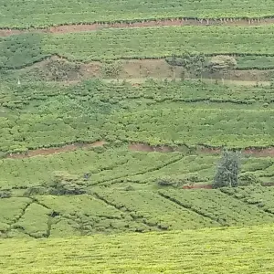 Explore Experience Uganda Gorilla trekking & Lake Bunyonyi (Exclusively Private) for 3 days with Devine African Safaris Ltd and discover unforgettable experiences - Photo 6