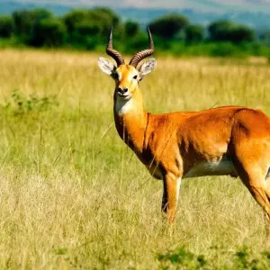 Explore Experience Uganda Gorilla Trekking, Big 5 & Big Cats (Exclusively Private) for 5 days with Devine African Safaris Ltd and discover unforgettable experiences - Photo 9