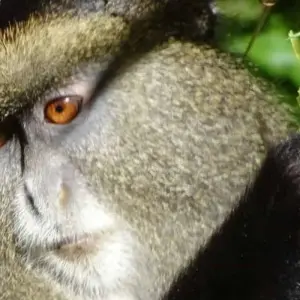 Explore 5 Days Rwanda Golden monkeys, Big 5 & Big Cats Safari (Exclusively Private) for 5 days with Devine African Safaris Ltd and discover unforgettable experiences - Photo 3