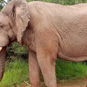 Explore 1 Day Big 5 & Big cats in Akagera National Park for 1 days with Devine African Safaris Ltd and discover unforgettable experiences - Photo 8