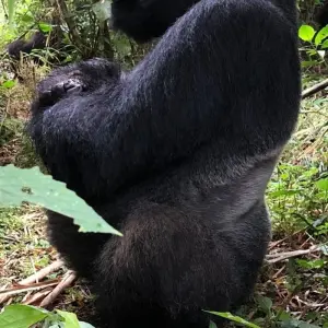 Explore Experience Uganda Gorilla trekking & Lake Bunyonyi (Exclusively Private) for 3 days with Devine African Safaris Ltd and discover unforgettable experiences - Photo 7