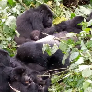 Explore Experience  Uganda Gorillas, Chimps, Big 5 & Big Cats (Exclusively Private) for 6 days with Devine African Safaris Ltd and discover unforgettable experiences - Photo 5