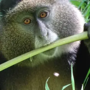Explore 5 Days Rwanda Golden monkeys, Big 5 & Big Cats Safari (Exclusively Private) for 5 days with Devine African Safaris Ltd and discover unforgettable experiences - Photo 4