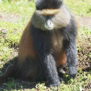 Explore Discover Rwanda Gorilla Trekking, Big 5,  Big Cats & Lake Kivu Tour (Exclusively Private) for 7 days with Devine African Safaris Ltd and discover unforgettable experiences - Photo 5