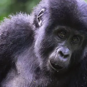 Explore Experience Uganda Gorillas, Chimps, Big 5 & Big Cats (Exclusively Private) for 6 days with Devine African Safaris Ltd and discover unforgettable experiences - Photo 5