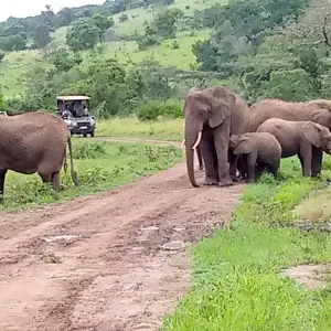 Explore 1 Day Big 5 & Big cats in Akagera National Park for 1 days with Devine African Safaris Ltd and discover unforgettable experiences - Photo 9