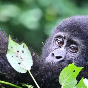 Explore Experience Uganda Gorilla trekking & Lake Bunyonyi (Exclusively Private) for 3 days with Devine African Safaris Ltd and discover unforgettable experiences - Photo 8