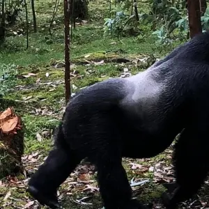 Explore Experience Uganda & Rwanda Gorillas, Chimps & Big 5 (Exclusively Private) for 8 days with Devine African Safaris Ltd and discover unforgettable experiences - Photo 5